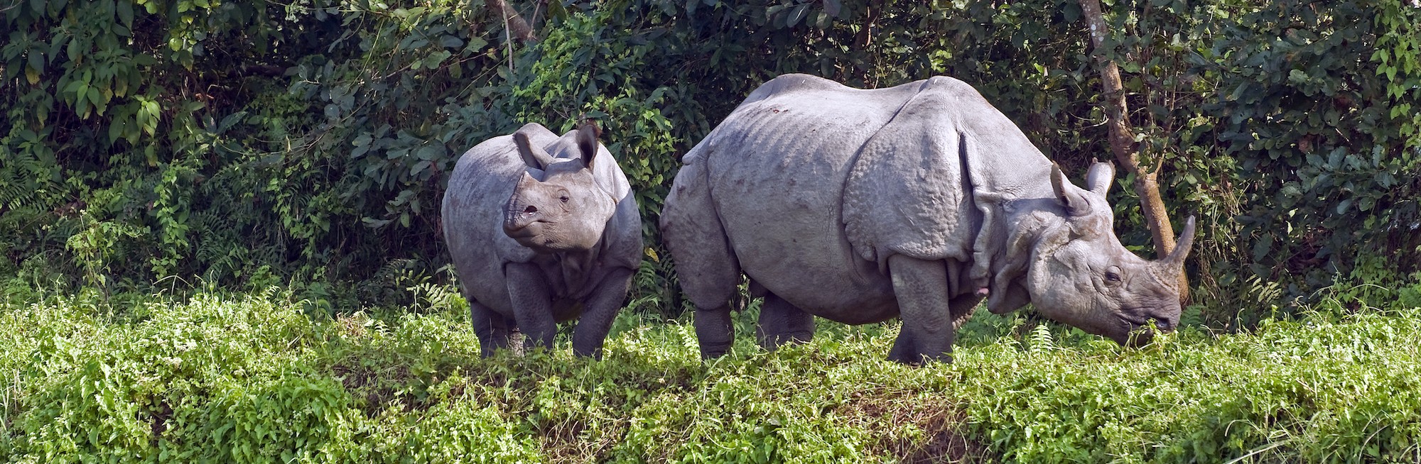 Chitwan National Park